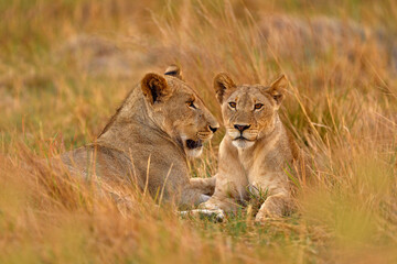 Wall Mural - Lions, Khwai river, Botswana in Afica. Big cats family in the nature habitat, Botswana nature. Animal behavior in nature. Lion