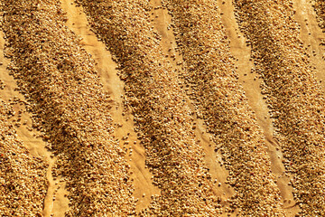 Wall Mural - Close up of coffee beans drying in the sun           