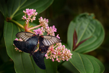 Papilio memnon, buttefly mating coupling in nature. Beautiful black butterfly, Great Mormon, Papilio memnon, resting on the green branch, insect in the nature habitat, India. Wildlife nature, Asia.