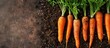 © StockKing - A top view close-up of freshly harvested carrots in the garden, set against a natural background with abundant copy space image.