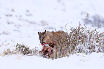 Wall Mural - Puma catch lama guanaco, nature winter habitat with snow, Torres del Paine, Chile. Wild big cat Cougar, Puma concolor, Snow sunset light and dangerous animal. Wildlife nature, puma carcass.