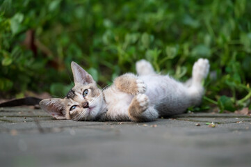 Wall Mural - The kitten in the park is lying on the ground sleeping