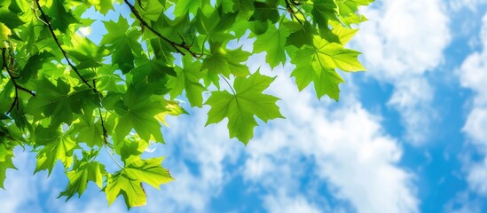 Wall Mural - Maple branch with vibrant green leaves against a summer sky, ideal for a copy space image.