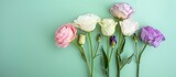 Beautiful summer flowers - white, pink, and violet eustoma set on a green and blue background with ample copy space image available for text placement.