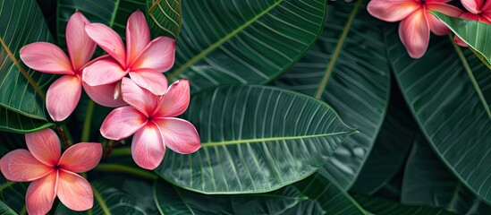 Aufkleber - Frangipani flowers in pink hues set against a lush green leaf backdrop, with ample copy space image.