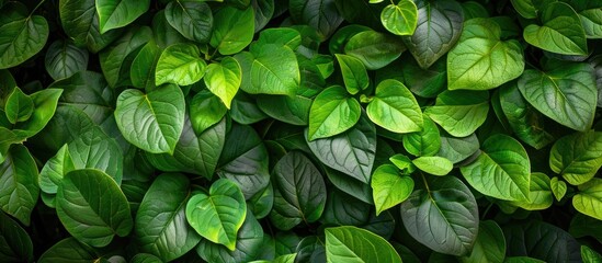 Aufkleber - Background image of green leaves with a natural texture as wallpaper, providing copy space for text.