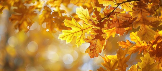 Aufkleber - Autumn's signature display of bright yellow oak leaves on a tree with copy space image.