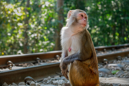 portrait of a monkey
