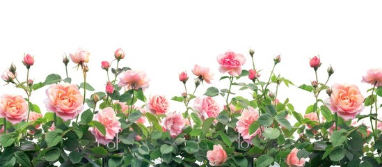 Canvas Print - A border of garden roses with a white background creates a lovely copy space image.