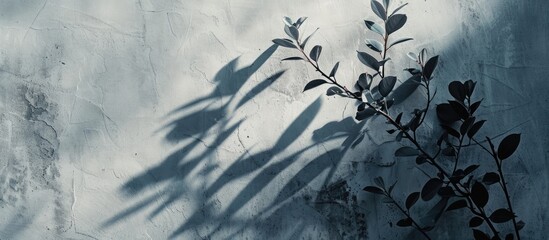 Poster - A plant's shadow against a grey backdrop provides ample copy space image.