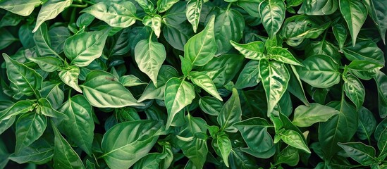 Poster - Lush and mature green chili peppers growing in a vibrant garden with copious amounts of copy space image.