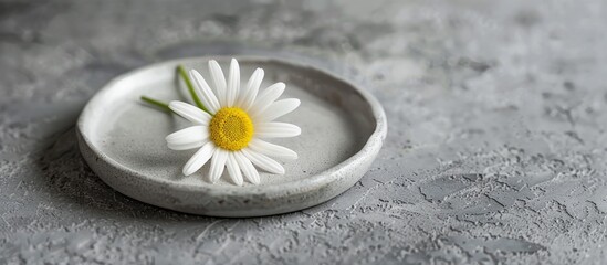 Canvas Print - A daisy flower displayed on a plate against a gray concrete background.strstr40. Copy space image. Place for adding text and design