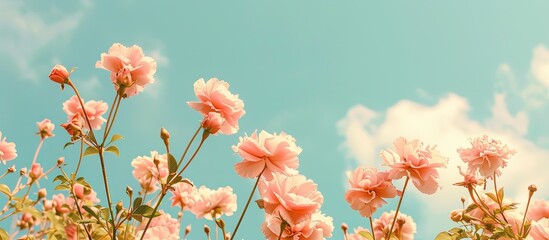 Canvas Print - Pink peach flowers blossoming against a soft blue sky, with room for a copy space image.