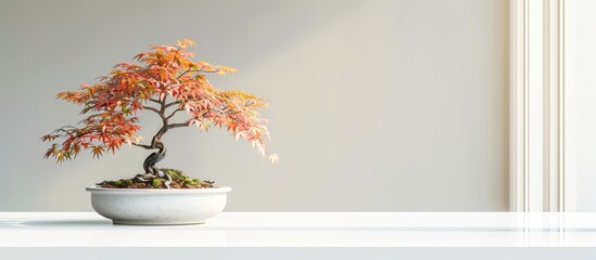 japanese maple bonsai tree set on a white desk with a blank area for an image. copy space image. pla