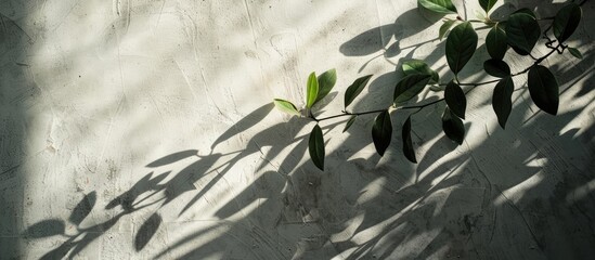 Wall Mural - a plant's shadow against a grey backdrop provides ample copy space image.