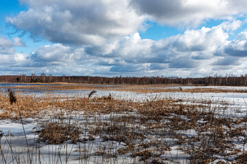 Wall Mural - swamp lake in spring, spring landscape, leafless trees