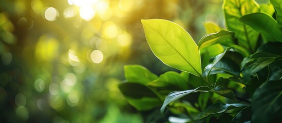 Wall Mural - Copy space image of a vibrant green leaf set against a blurred backdrop of lush greenery in a garden, bathed in sunlight, evoking a fresh and eco-friendly theme.