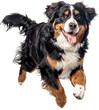 © Flowal93 - Playful Bernese Mountain Dog Leaping with Joy – Happy and Energetic Running Pet