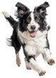 © Flowal93 - Energetic Border Collie Dog in Mid-Run – Joyful Black and White Dog with Floppy Ears