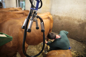 Sticker - Mechanical milking of cows. Livestock farm. France.