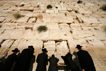 Canvas Print - Ultra-orthodox Jewish men pray at the Western Wall in the Old City of Jerusalem<<; Jerusalem. Israel.