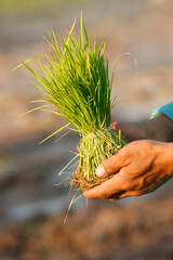 Wall Mural - A rice field worker with young rice. Cambodia.