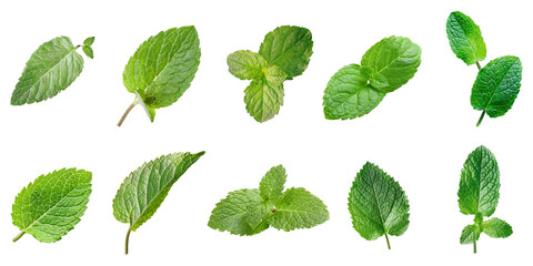 Wall Mural - Set of fresh green Peppermint leaves isolated on background, mint leaf for garnish food, dessert and drinks.