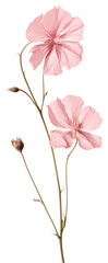 Wall Mural - PNG Real pressed Rose Campion flower carnation geranium.