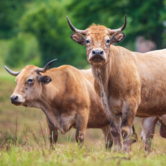 two happy aubrac cows photographed in a natural environment