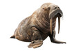 © Usama - Walrus isolated on transparent background