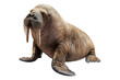 © Usama - Walrus isolated on transparent background