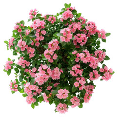 Poster - PNG  Vibrant pink azalea flowers bloom