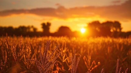 Poster - The golden hues of a cornfield at sunset with the silhouettes of trees in the background