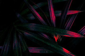 Wall Mural - tropical palm leaf background, glow in the dark color toned