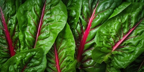 Wall Mural - Close-up View of Fresh Red Chard Leaves