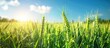 © meristock - Close-up image of green wheat and barley spikelets on a farm field under a blue sky, with space for text. Wheat and barley harvesting scene. image with copy space
