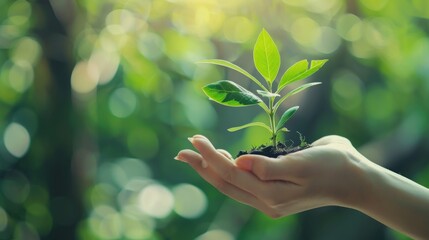 Woman's hand holding a growing plant Beautiful blurred abstract green nature background.