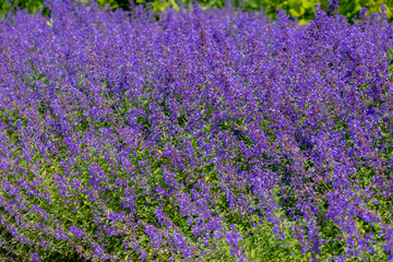 Wall Mural - Selective focus of Nepeta grandiflora blue in the garden, Beautiful colorful purple flowers plant, A species of flowering plant in the mint family Lamiaceae, Nature floral pattern texture background.