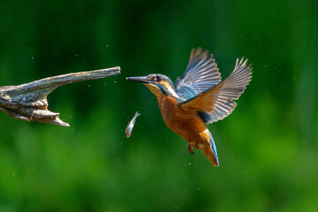 Canvas Print - Common Kingfisher (Alcedo atthis) flying and diving while trying to catch a fish in the forest in the Netherlands