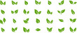 © thebeststocker - Green leaf icons set. Leaves icon on transparent background. Collection green leaf. Elements design for natural, eco, vegan, bio labels. Vector illustration EPS 10