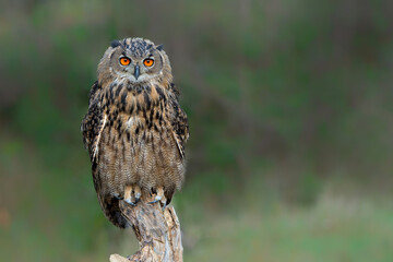 Wall Mural - Eurasian Eagle-Owl (Bubo bubo) sitting on a pole in Gelderland  in the Netherlands    