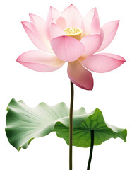 Sticker - PNG Lotus blossom flower dahlia.