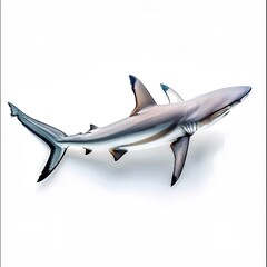 Wall Mural - Blacktip Reef Shark on White Background