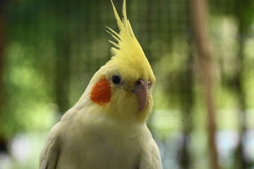 Poster - Nymphicus refers to the genus Nymphicus, which contains a single species known as the cockatiel (Nymphicus hollandicus). |鸡尾鹦鹉