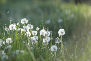 Green summer lawn with dandelion seeds