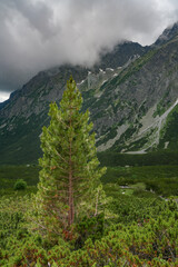 Wall Mural - Summer alpine landscape in Tatra Mountains, Slovakia, Europe