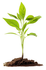 Poster - PNG Seed Grow plant leaf soil white background