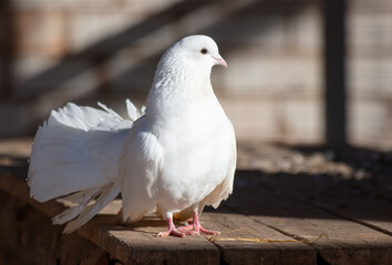 Wall Mural - Portrait of a white dove on a farm