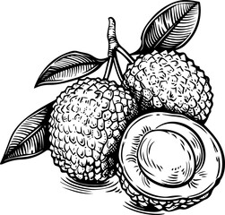 Lychee fruit drawing clipart design illustration