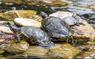 Sticker - A flock of turtles in a pond in the park